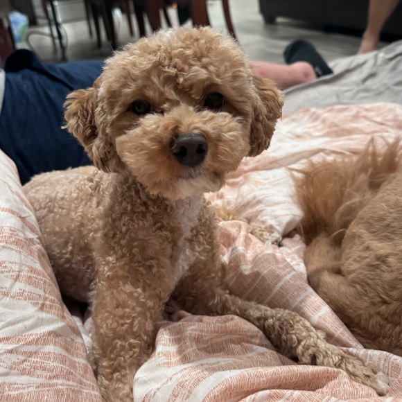 🪻🌼She’s LIVE!🪻🌼Randomly On. - Picture 5 of 8